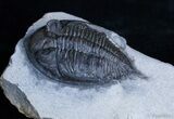 Inch Zlichovaspis (Odontochile) Trilobite #2352-4